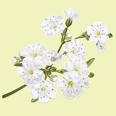 Fototapeta premium Gypsophila twig with white flowers