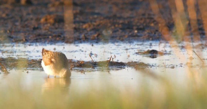 Wood sandpiper, Tringa glareola, having a morning bath in salt marsh in Polish national reserve near Baltic sea