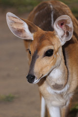 Buschbock / Bushbuck / Tregelaphus scriptus