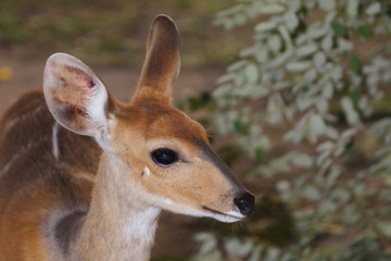 Buschbock / Bushbuck / Tregelaphus scriptus