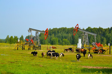 Crude oil pump in the middle in the middle of the field, a herd of cows among the oil rockers. Oil production in Russia, Republic of Bashkortostan.