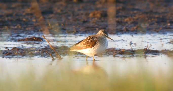 Wood sandpiper, Tringa glareola, foraging in salt marsh and singing in Polish national reserve near Baltic sea. With audio.