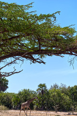 afria savannah with giraffe safari