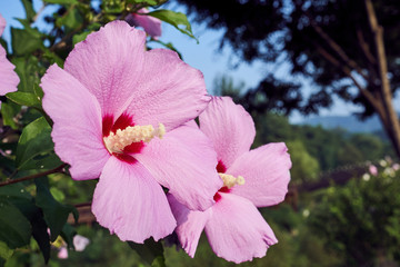 A close-up of a pink Mugunghwa, also known as rose of the Sharon, at the Uirimji Reservoir at Jechun, South Korea.