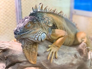 Portrait of a lizard on a branch close up