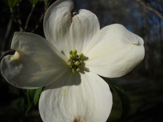 Dogwood Flower