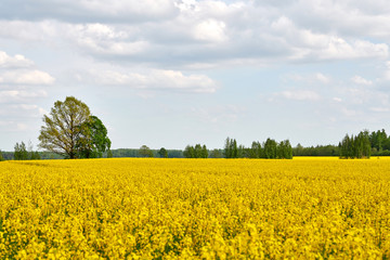 Obraz premium Rapeseed