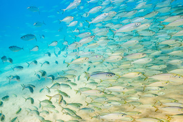 School of tropical fish swimming over sand in clear ocean