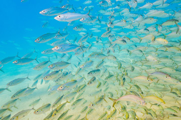 Fototapeta na wymiar School of tropical fish swimming over sand in clear ocean