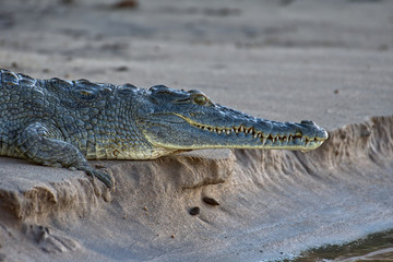 Naklejka premium wild and free crocdile in africa selous tanzania Krokodil Alligator