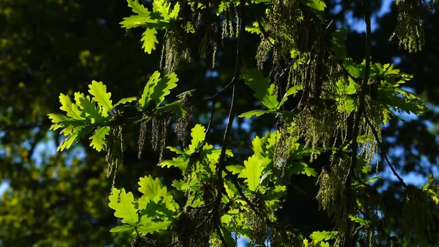 Quercus robur, commonly known as pedunculate oak or English oak, OAK - ROBLE ALBAR, Cantabrian Sea, Liendo, Cantabria, Spain, Europe