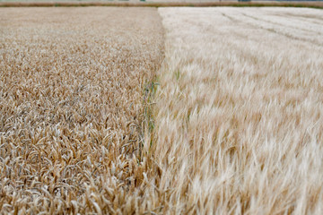 The barley field