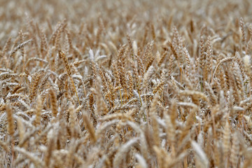 Wheat fields