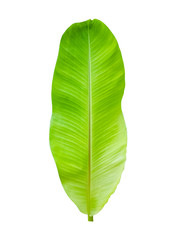 Isolate of banana leaf on white background