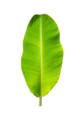 Isolate of banana leaf on white background
