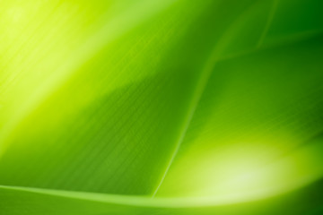 Close up beautiful view of nature green leaves on blurred greenery tree background with sunlight in public garden park. It is landscape ecology and copy space for wallpaper and backdrop.