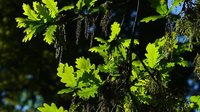 Quercus robur, commonly known as pedunculate oak or English oak, OAK - ROBLE ALBAR, Cantabrian Sea, Liendo, Cantabria, Spain, Europe