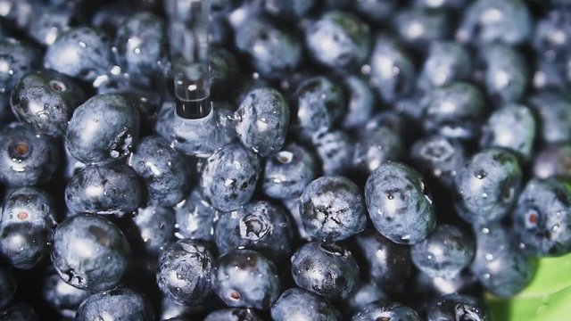 Frash blueberries. Healthy food concept.