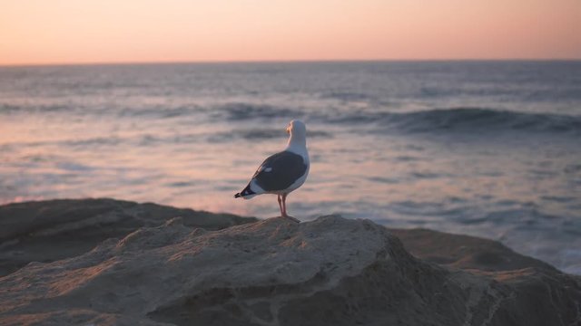 Sea gull is staying on a cliff near ocean on sunset