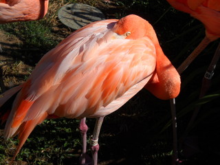 Sleepy Flamingo