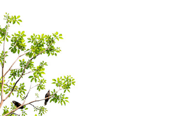 Isolated of beautiful tree branch with colorful leaf on white background.