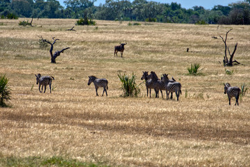 savannah steppe in africa selous with zebras