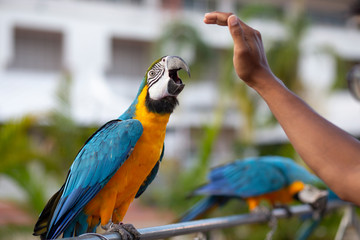 green Macaw parrot feather Scarlet Macaw,ZooThailand intropical forest, Wildlife from tropic nature