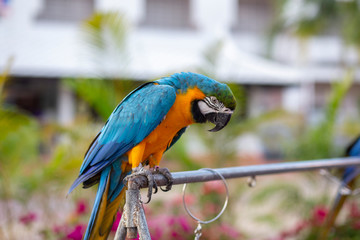 green Macaw parrot feather Scarlet Macaw,ZooThailand intropical forest, Wildlife from tropic nature