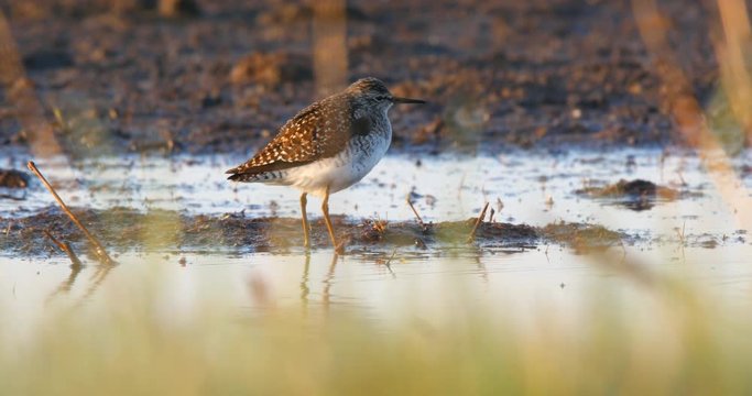Wood sandpiper, Tringa glareola, singing in wetlands of the Beka national reserve in Poland near Baltic sea. With audio.