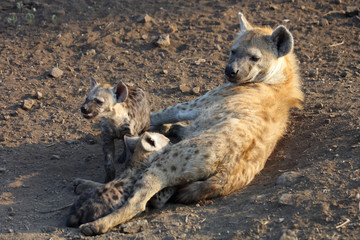 Tüpfelhyäne / Spotted Hyaena / Crocuta crocuta.