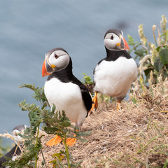 Puffins on a cliff over the sea