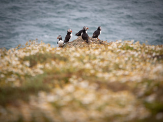 Puffins on a cliff over the sea