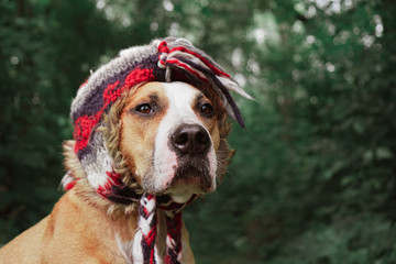 Beautiful dog in a funny hat outdoors. Hero shot of a cute staffordshire terrier in the forest