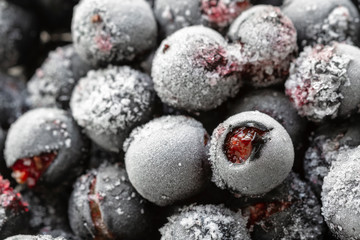 Ripe frozen sweet black currant, blackcurrant, yoshta with hoarfrost. Natural organic healthy food.