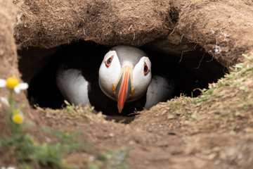 Puffin in burrow
