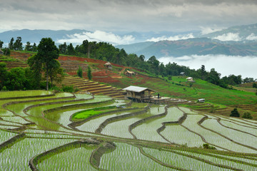 Beautiful scenery of rice terraces at Baan Pa Bong Pian. Rice terraces on high ground in Mae Chaem District, Chiang Mai Province, Thailand. 