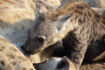 Tüpfelhyäne / Spotted Hyaena / Crocuta crocuta.