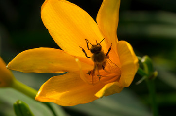 bee on a yellow flower, lily
