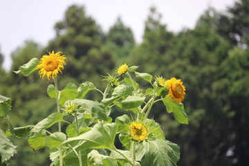 ひまわりの咲く頃