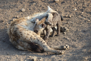 Tüpfelhyäne / Spotted Hyaena / Crocuta crocuta.
