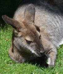 A wallaby is any animal belonging to the family Macropodidae that is smaller than a kangaroo and...