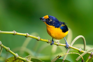 A Violaceous Euphonia feeds on some seeds in the rain forest.