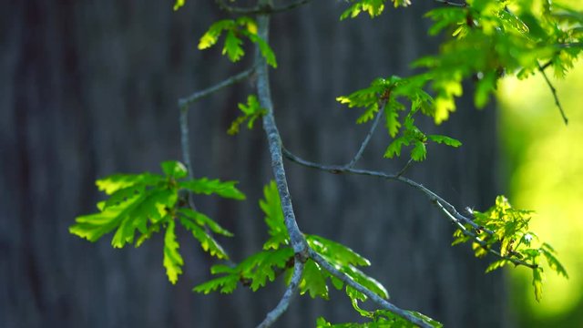 Quercus robur, commonly known as pedunculate oak or English oak, OAK - ROBLE ALBAR, Cantabrian Sea, Liendo, Cantabria, Spain, Europe