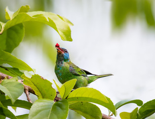 A female Blue Dacnis feeds on a berry in a tree among some branches in the rain forest of Trinidad...