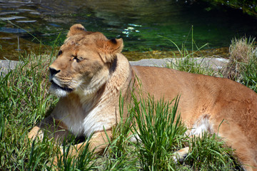 Lion is one of the four big cats in the genus Panthera, and a member of the family Felidae.