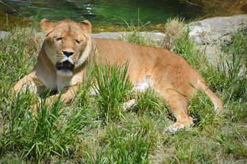 Lion is one of the four big cats in the genus Panthera, and a member of the family Felidae.