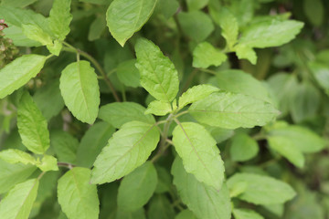 Fototapeta na wymiar Holy basil leaves on the Holy basil tree. Holy basil leaves are useful herbs.