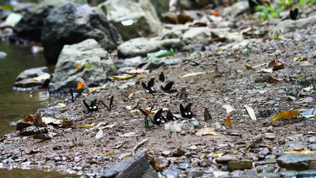 Group of butterflies puddling on the ground and flying in nature, Thailand Butterflies swarm eats minerals in Ban Krang Camp, Kaeng Krachan National Park at Thailand..