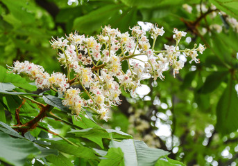 Flowering horsechestnut