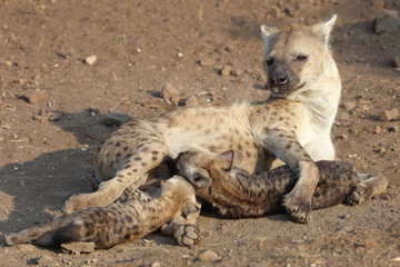 Tüpfelhyäne / Spotted Hyaena / Crocuta crocuta.